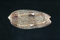 藏品(榧螺)的圖片